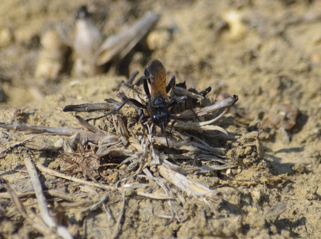 Sphecidae: Ammophila heydeni heydeni e sfecide indet. (cfr.)